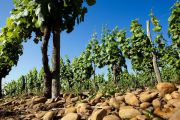 Vignes plantées dans un sol de galet