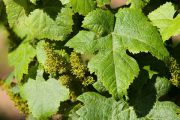 vignes-maouries-1