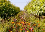 jachère fleurie au coeur des vignes