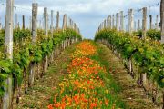 le printemps en agriculture raisonnée dans les vignes