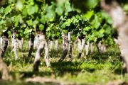 jeunes vignes de cépage fer servadou